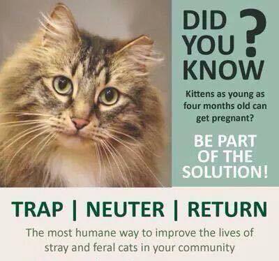 spay or neuter cat