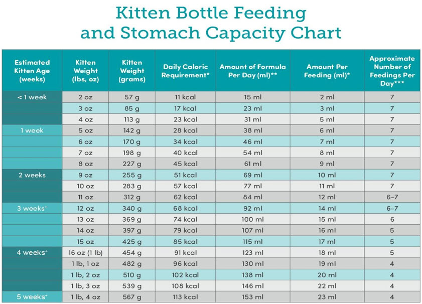 Kitten bottle 2025 feeding chart